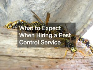 What to Expect When Hiring a Pest Control Service